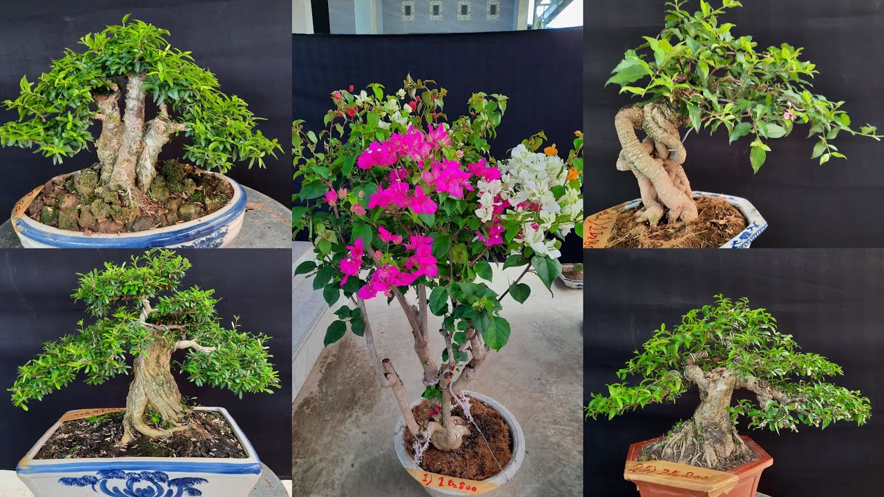Phân Bón Ra Rễ Grow Root 100gr, (kích thích ra rễ cực nhanh)