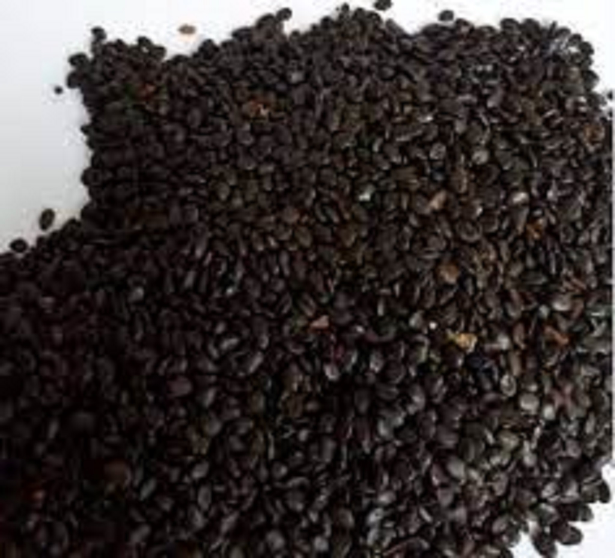 1 KG  HẠT GIỐNG KEO LAI ĐẸP TUYỂN CHỌN [ 100% hạt mới với Tỷ lệ nãy mầm cao. ] [Số hạt /1 kg khoảng  65.000 hạt] GHN