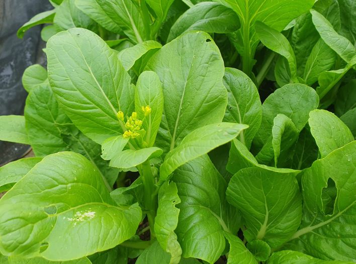 Hạt giống cải ngồng/cải ngọt ăn bông 10gr