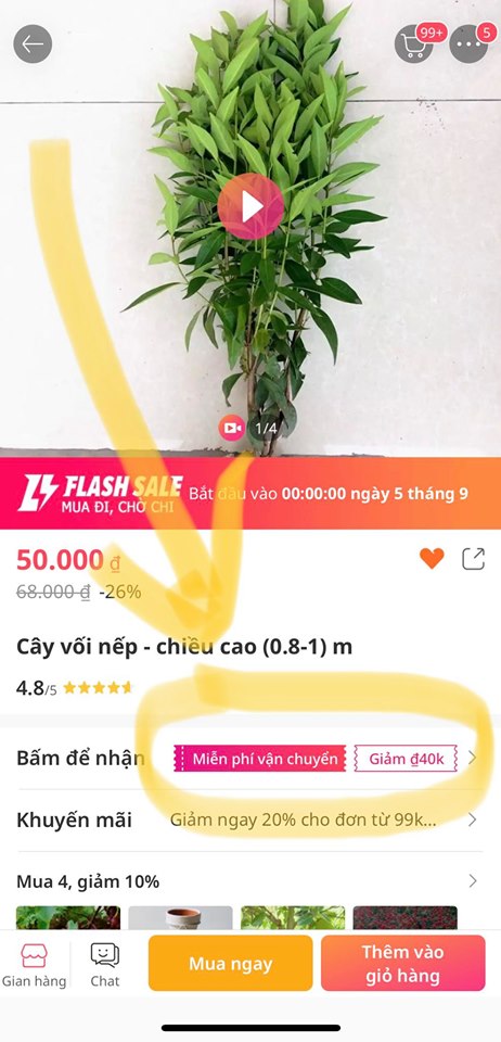 Cây vối nếp - chiều cao (0.8-1) m
