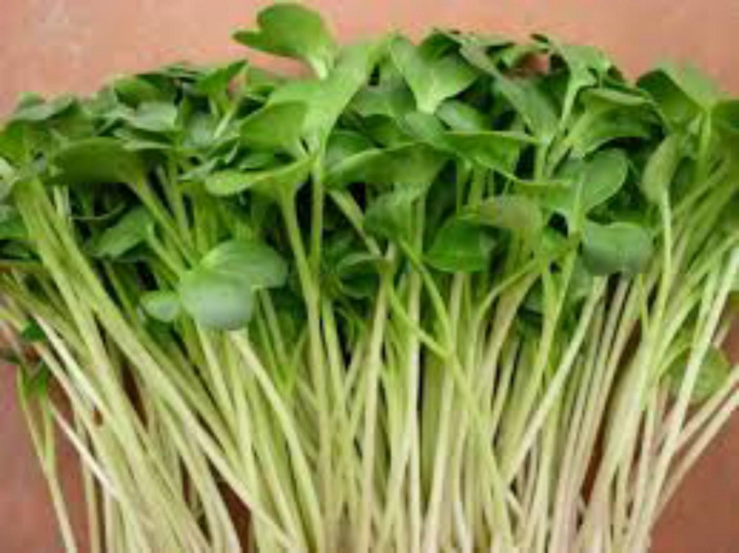 Bộ gói hạt giống ánh dương
