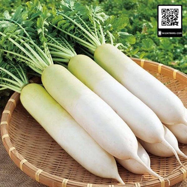Hạt giống Củ Cải Trắng - Shop hạt giống Tạ Gia Trang