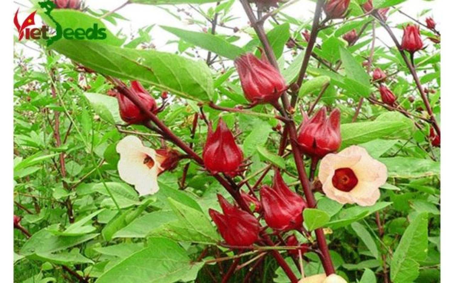MA163 Gói 20 Hạt Giống Cây Atiso Đỏ (bụp giấm) Đà Lạt