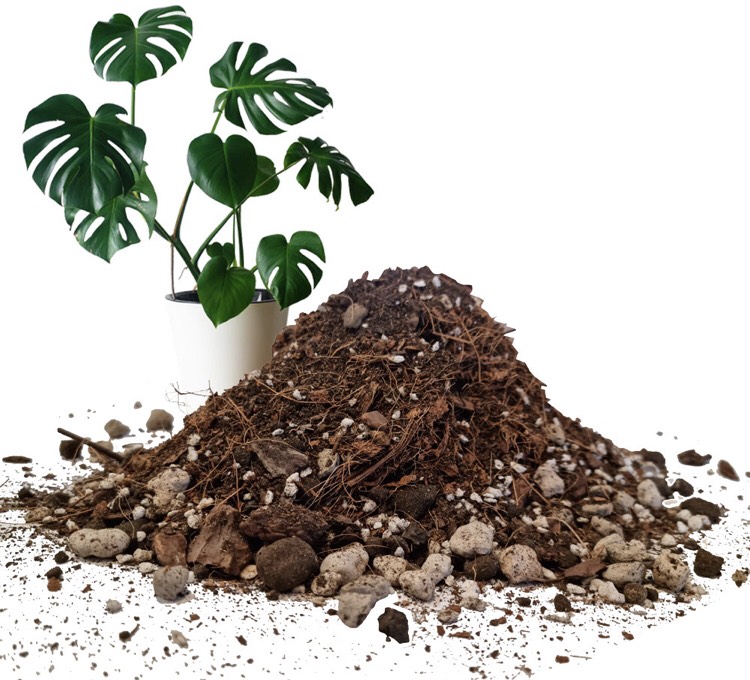 Đất trồng Monstera và kiểng lá Tropical Premium