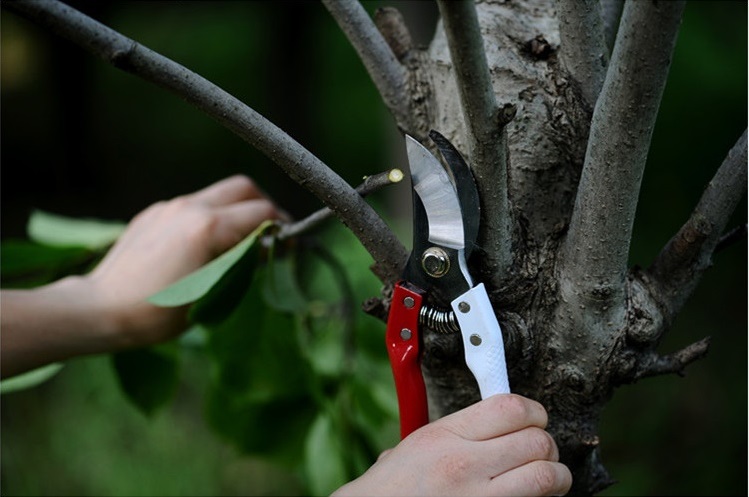 [HCM]Kéo cắt cành 200mm cán trắng đỏ