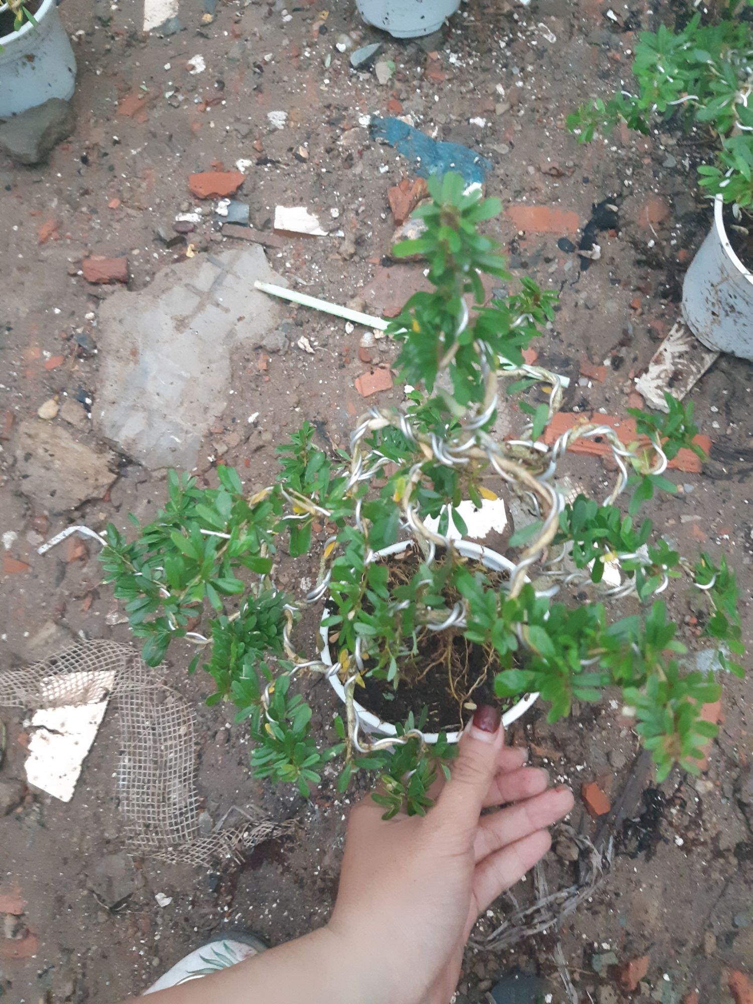 linh sam86 bonsai mini BÔNG TÍM