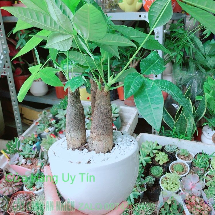 Chậu kim ngân 3 thân