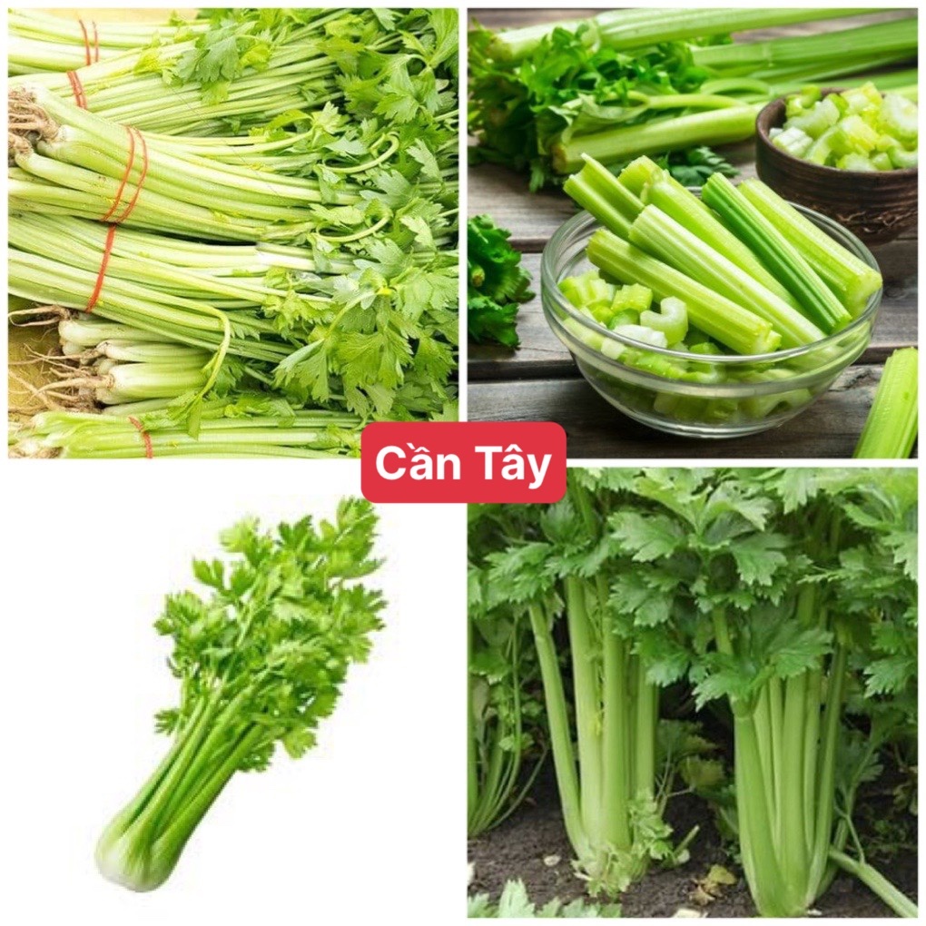 Hạt Giống Cần Tây Mỹ Bẹ To dể trồng/gói 1gram