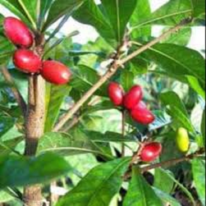 CÂY GIỐNG CÂY THẦN KỲ QUẢ ĐỎ