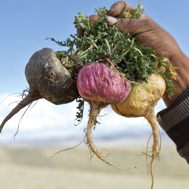 SÂM CỦ MACA PERU ĐỎ KHÔ ngâm rượu, sắc thuốc, pha trà