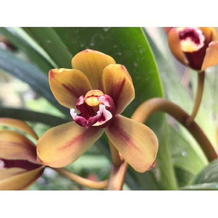 [FREESHIP - Xả Khô Máu] COMBO 3 THÂN ĐỊA LAN KIẾM TIÊN VŨ RỪNG