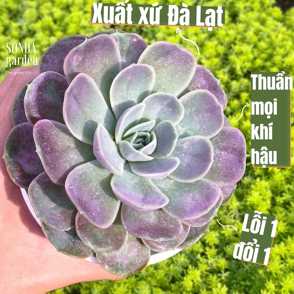 Sen đá lola tím size trung bình siêu khỏe đẹp lỗi 1 đổi 1