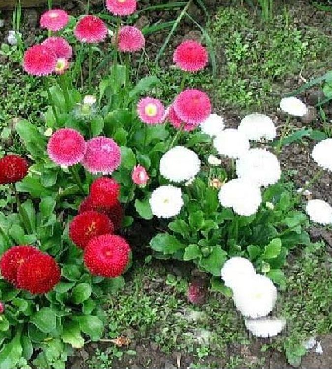 Hạt giống hoa Cúc Anh Mix Màu - gói 50 hạt