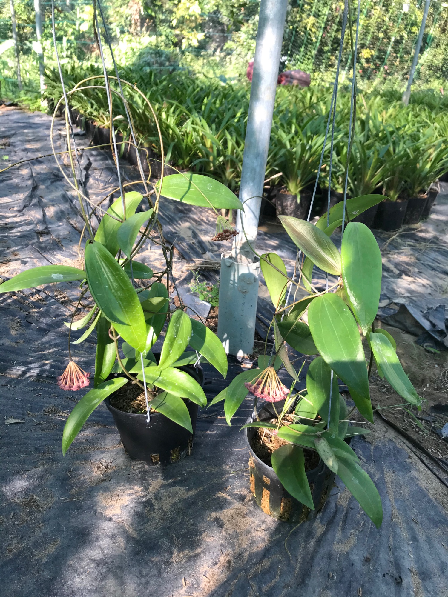 Hoya siariae red ( cẩm cù chén đỏ)