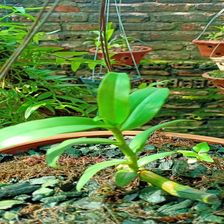 Phi điệp 5ct bảo duy hàng cấy mô