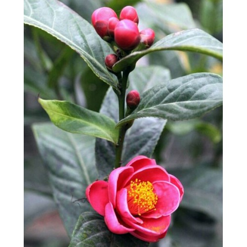 cây hoa hải đường 4 cây + 500g phân thỏ hữu cơ