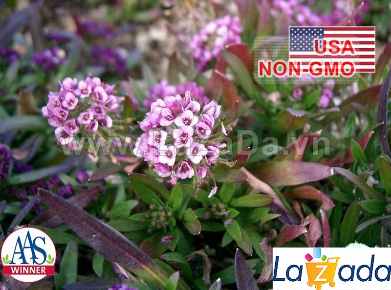 0.2gr 500.hat hạt giống hoa ngàn sao hồng đậm