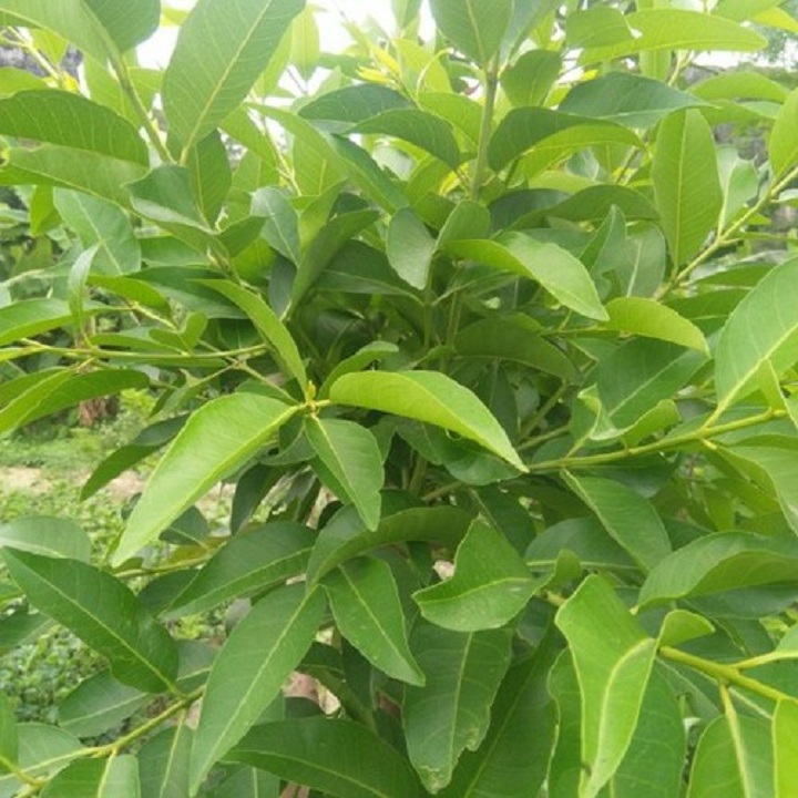 Cây vối nếp giống khỏe đẹp