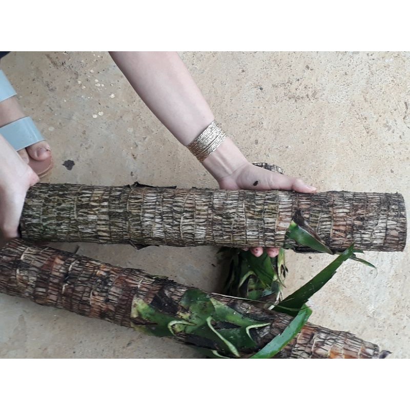 khúc thiết mộc lan lá xanh[ khúc giống]