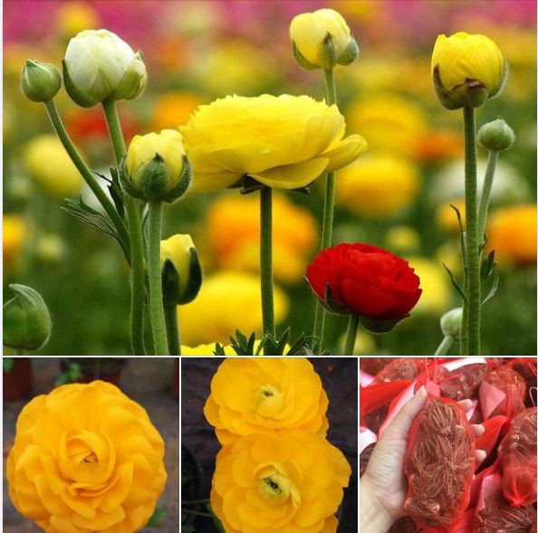 Củ giống củ giống hoa hồng mao lương hoa vàng - 1 củ kèm viên nén ươm củ