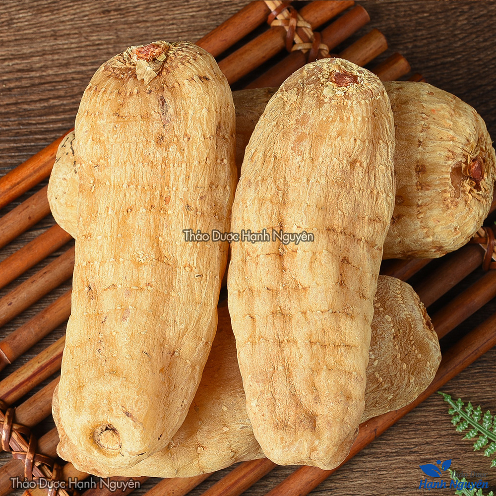 Củ thiên ma khô 100g, củ to, sạch, đẹp - Thảo Dược Hạnh Nguyên