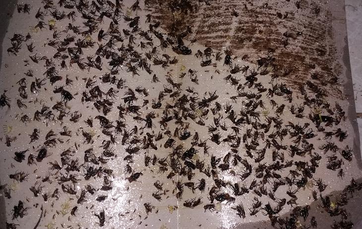 [HCM]Bộ  20 cái Keo ruồi Nam Kiệt (20 sản phẩm)