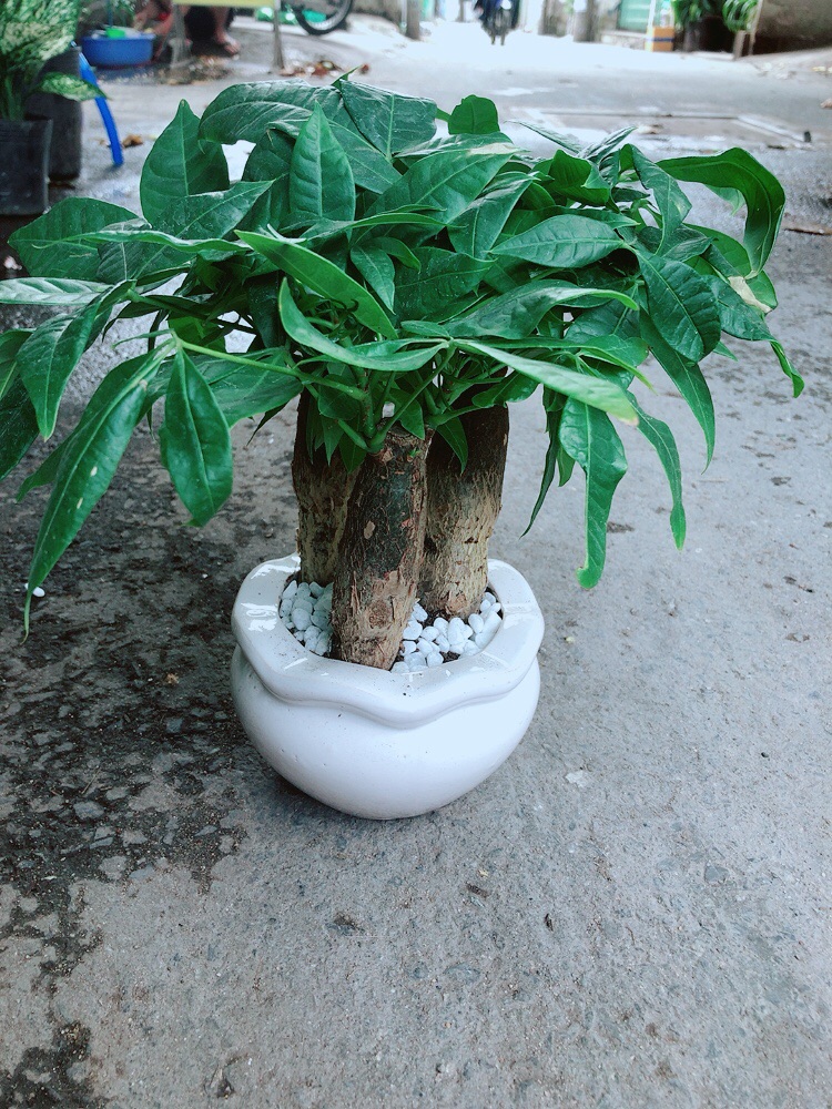 Chậu Kim Ngân 3 Thân