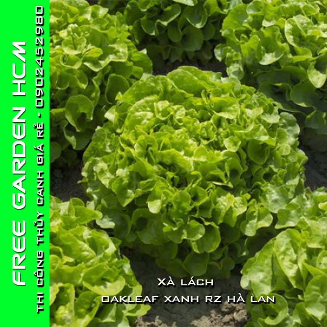 1000 HẠT GIỐNG XÀ LÁCH OAKLEAF ĐỎ/ OAKLEAF XANH RZ Hà Lan (bọc men)