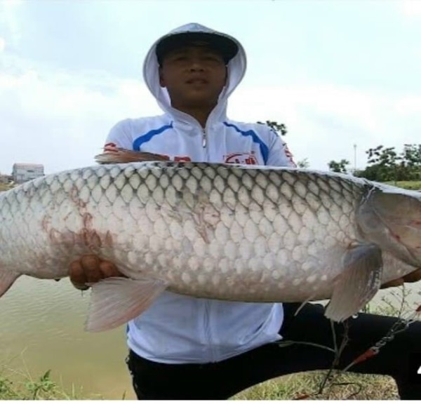 Mồi Trắm Trắng-Mồi Đen Chép