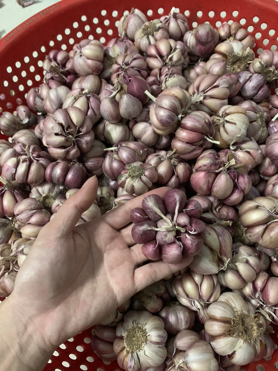 Free ship 1KG TỎI TÍM PHAN RANG ĐƯỢC LÀM SẠCH