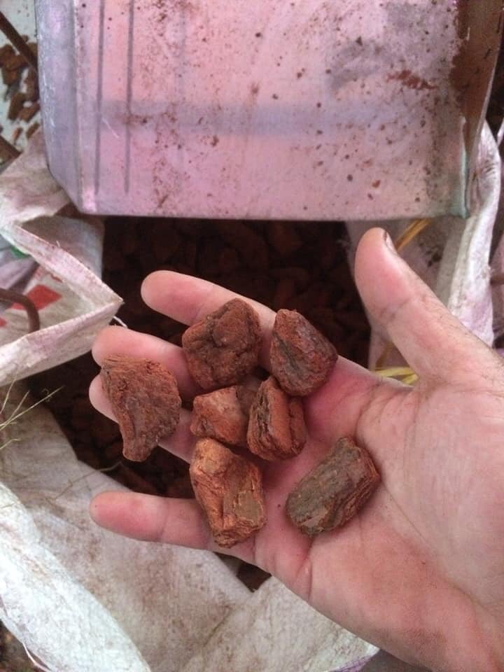 1kg vỏ thông xay hạt đỗ trồng lan