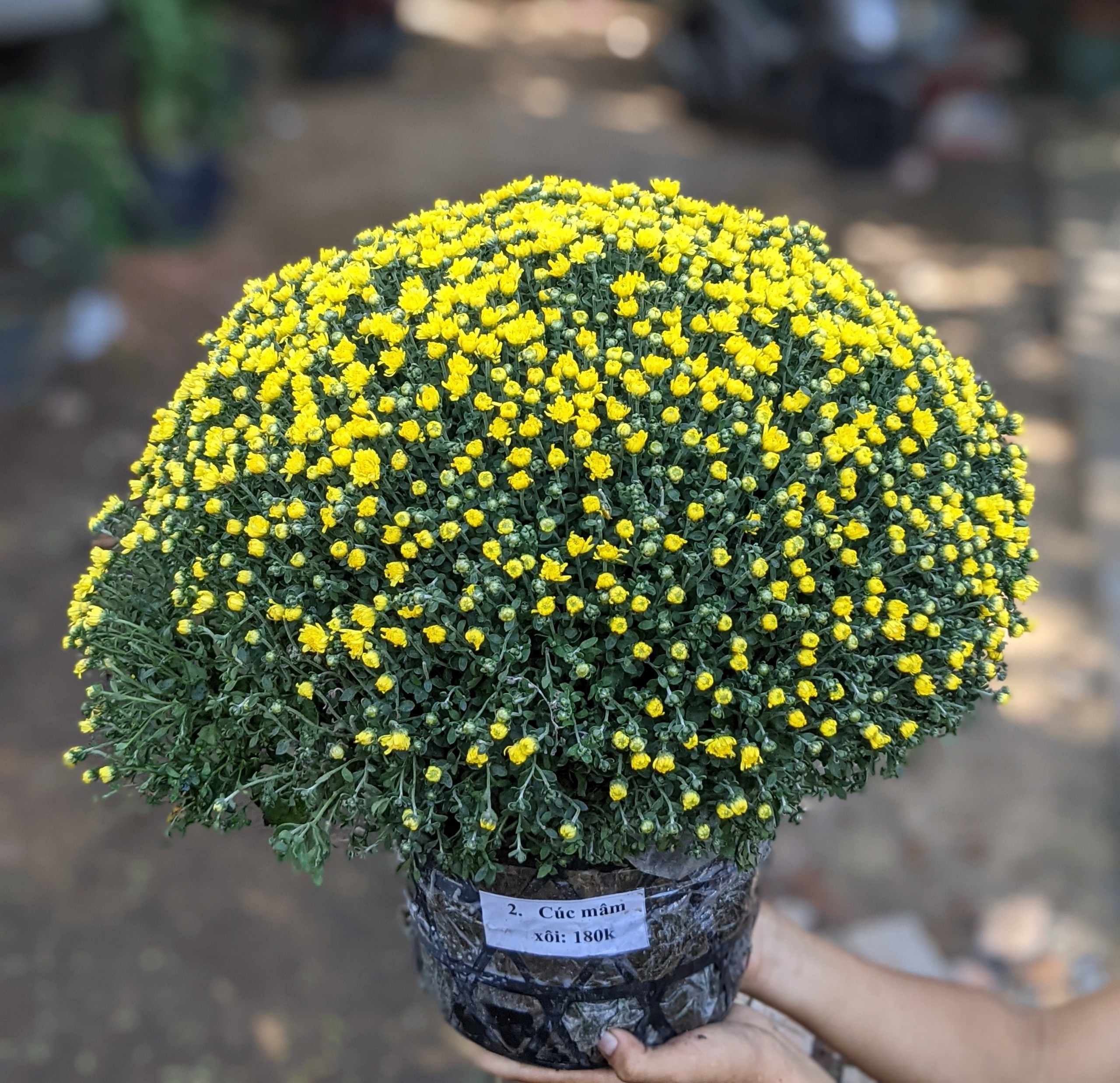 100H_HẠT GIỐNG HOA CÚC VÀNG MINI