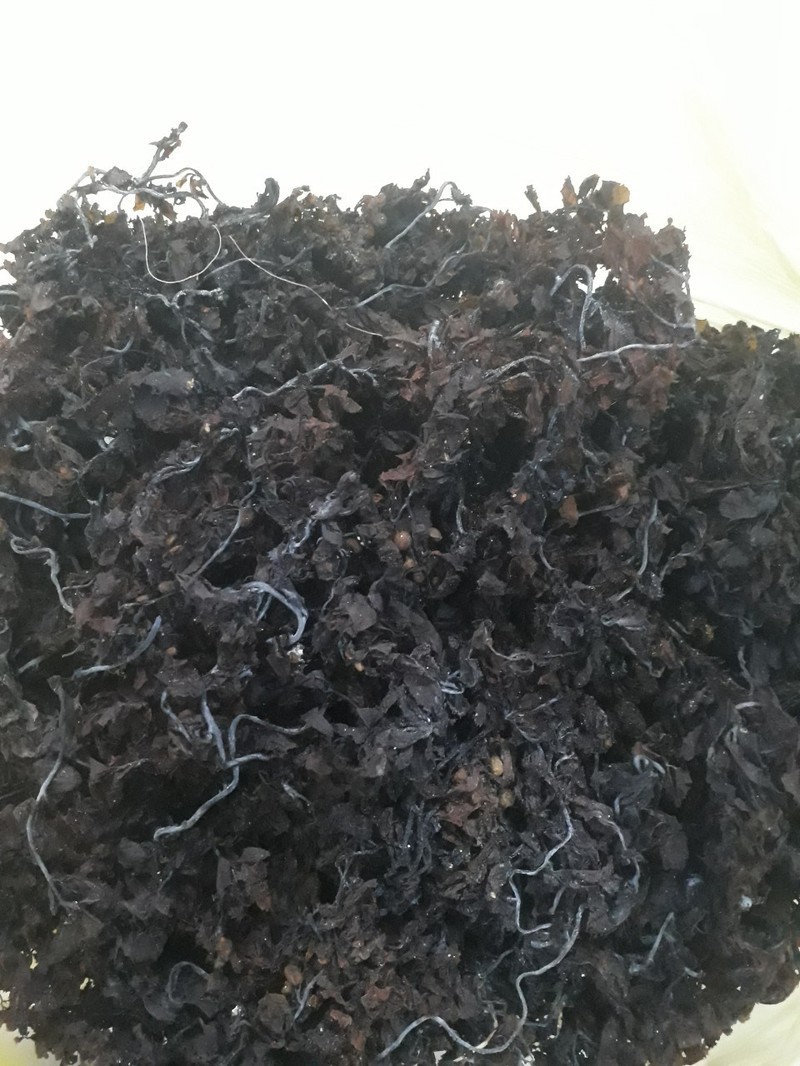 1kg dried seaweed, apricot seaweed, botanical seaweed Cook 1kg-cooling Ginseng Ingredients