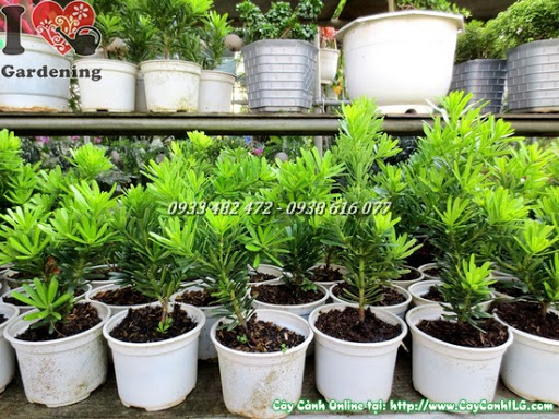 CÂY TÙNG KIM CƯƠNG GIỐNG