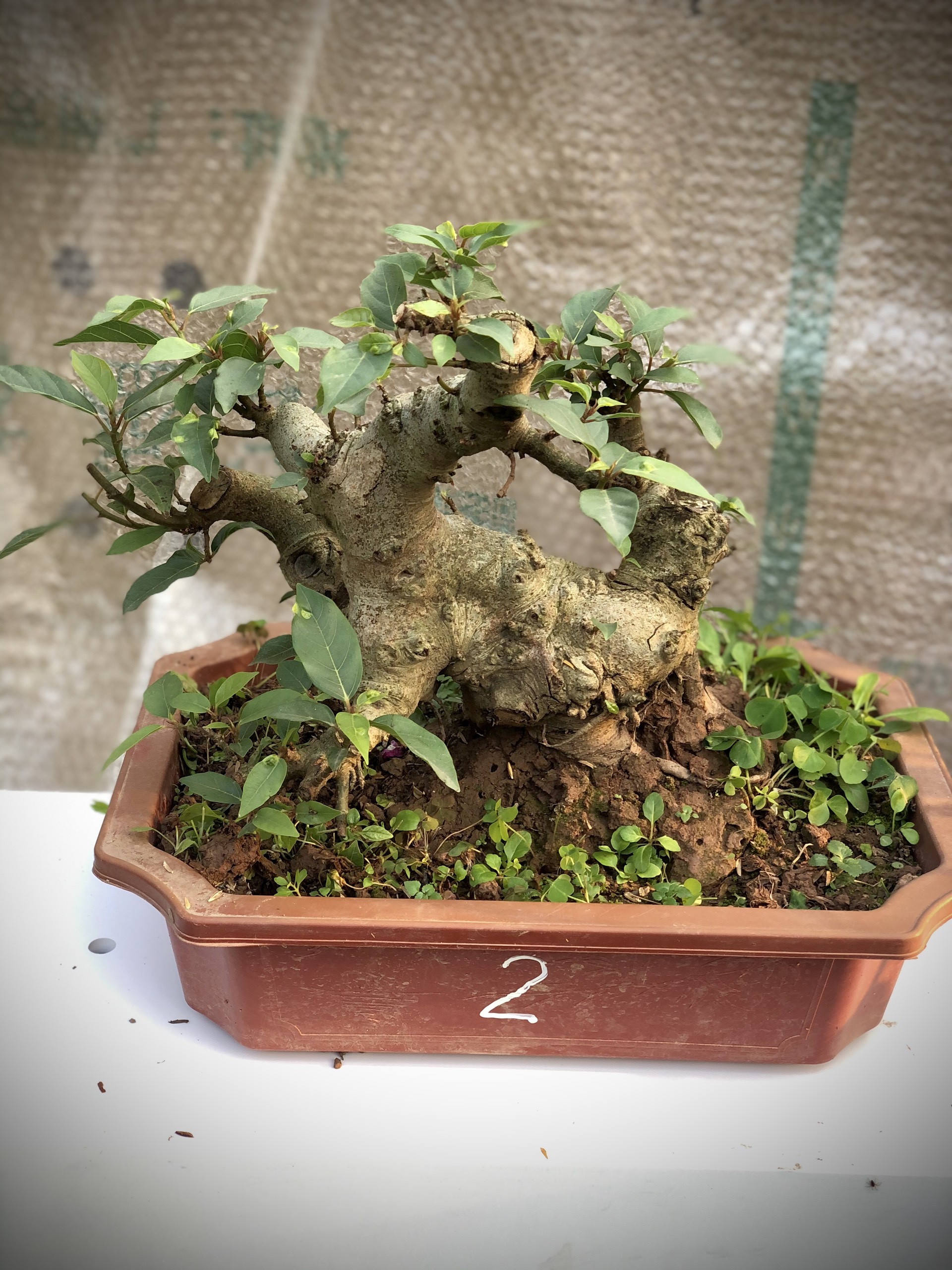 Cây sung bonsai (1-8) ảnh thật đã đánh số tùy chọn