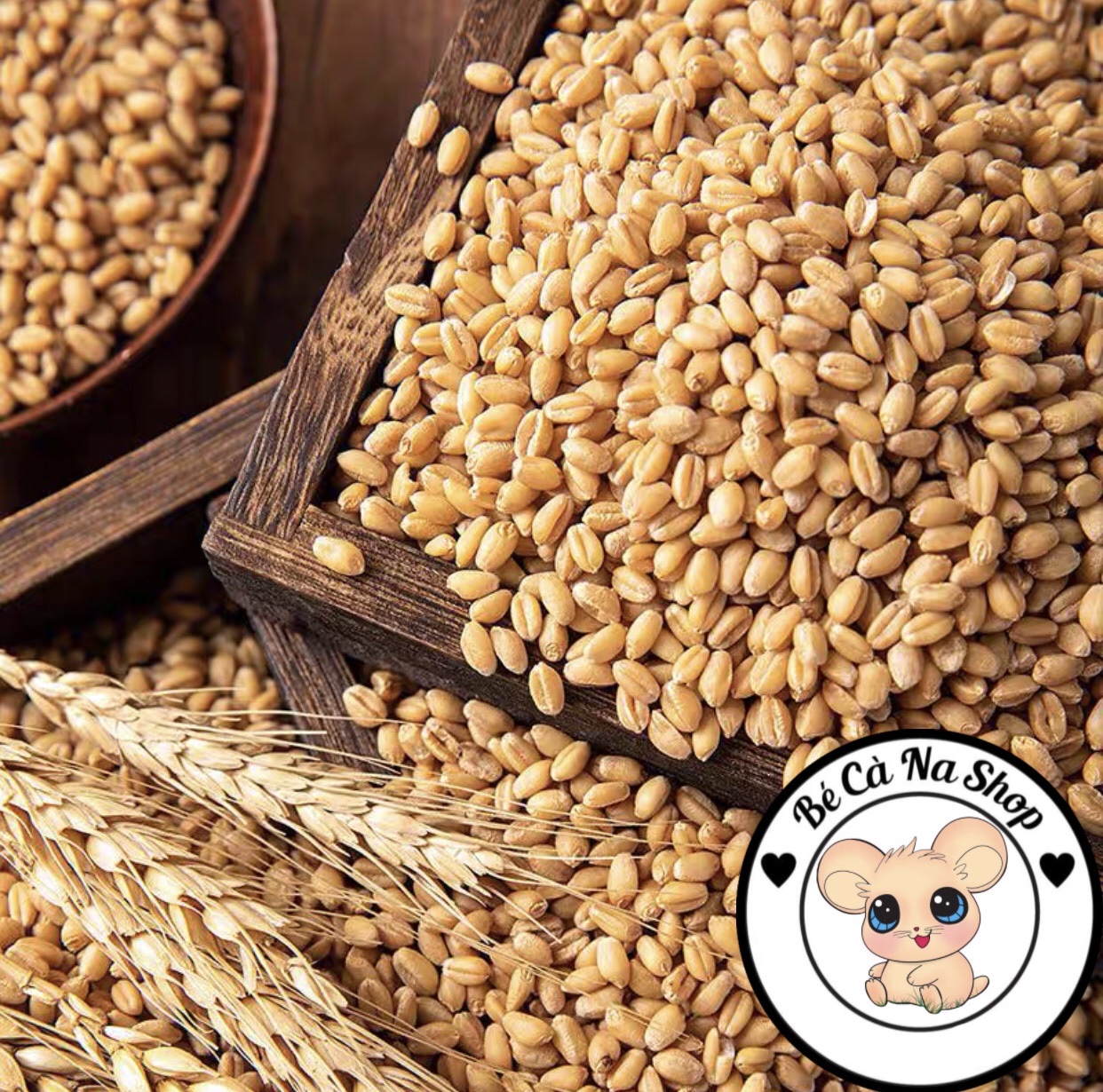 Lúa mì cho hamster (bé cà na) thức ăn cho hamster , thỏ bọ sóc chinchilla...
