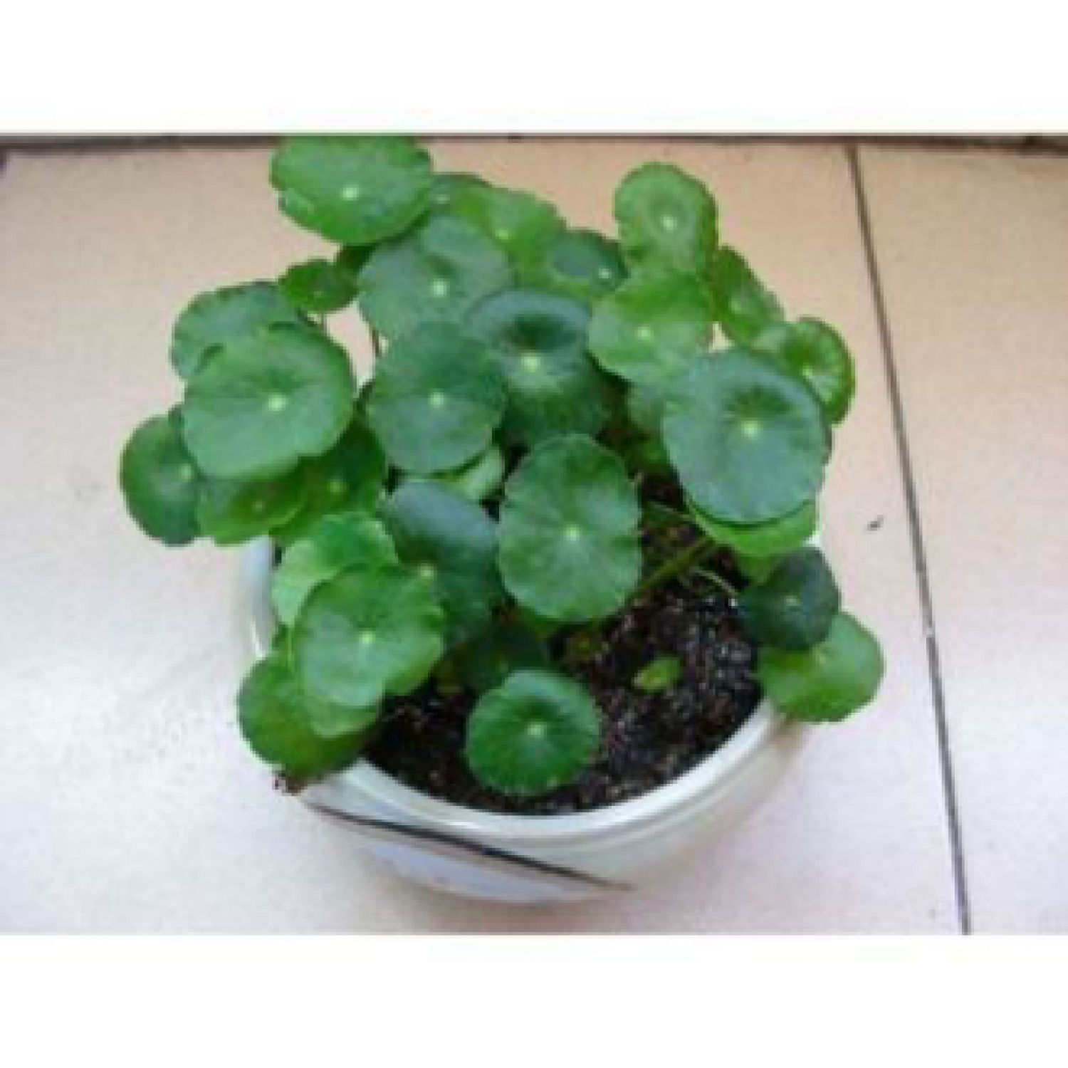 MA344 GÓI 50 HẠT GIỐNG CỎ ĐỒNG tiềƞ - 50 Hạt