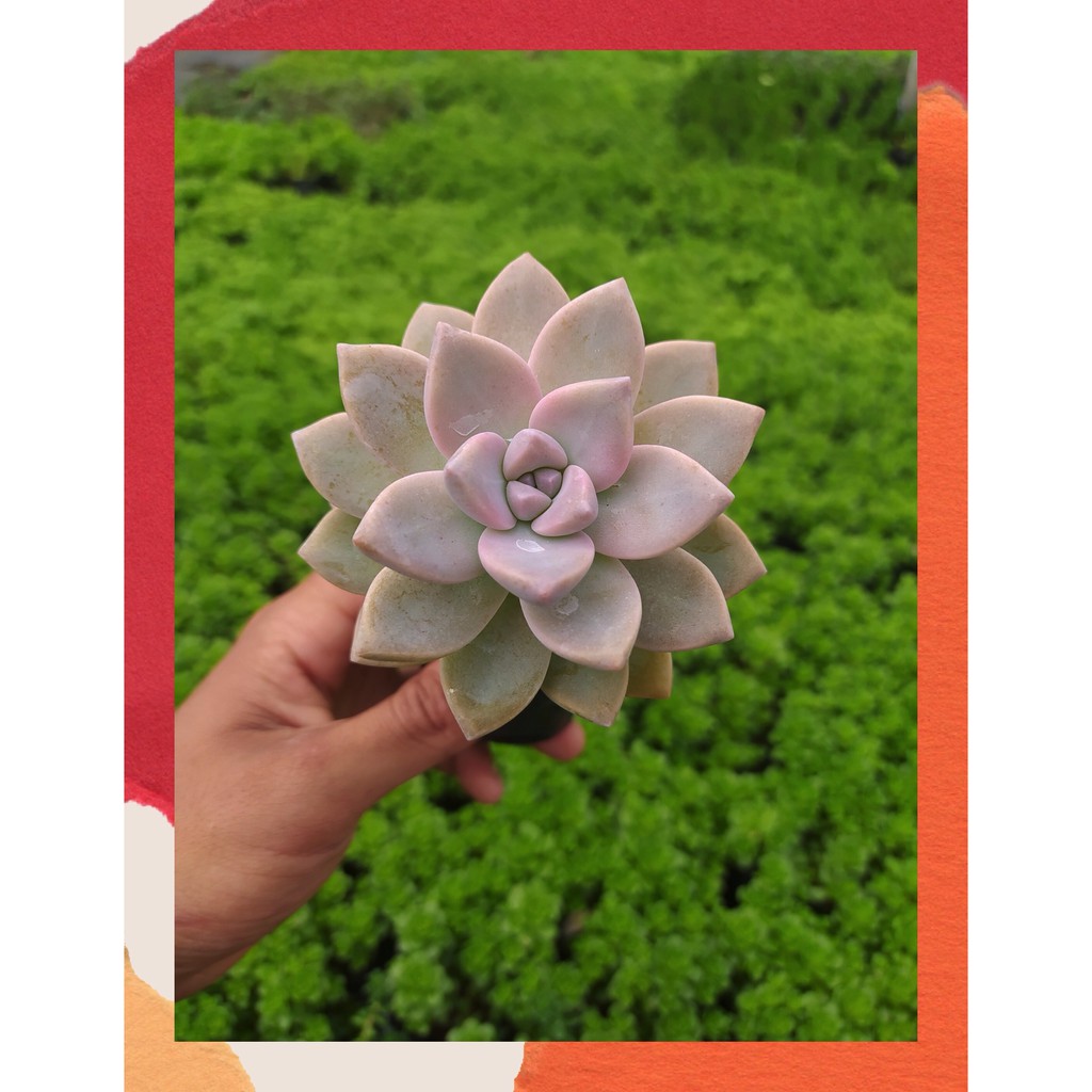 SEN ĐÁ PINK GEM CỔ THỤ ĐÀ LẠT SIZE BÉ  HƯ 1 ĐỔI 1  SIÊU CUTE