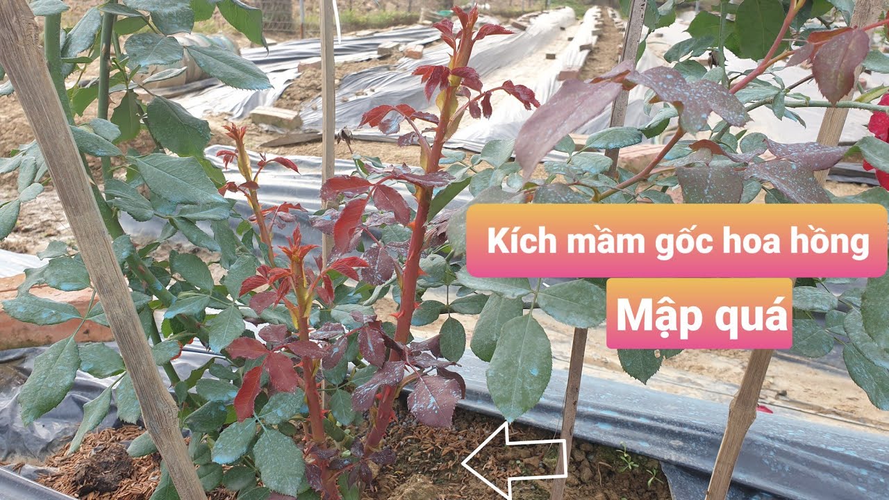 Phân bón NPK 30-10-10 nở bụi, xanh lá, mập cọng 40gr