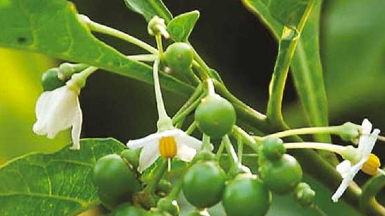 Hạt Giống Cà Gai Leo Dược Liệu