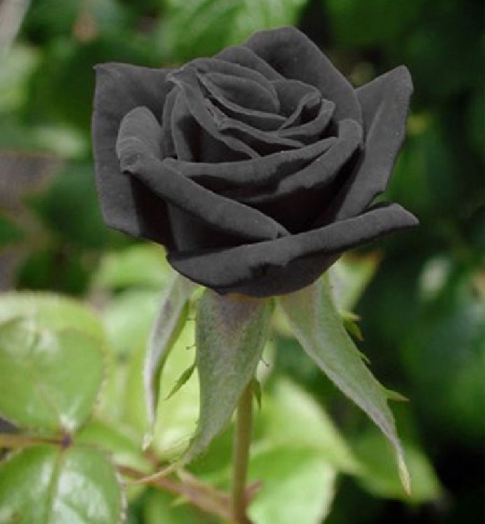 Hạt giống hoa hồng đen - 1 gói 20 hạt (TẶNG gói kích thích hạt nảy mầm)