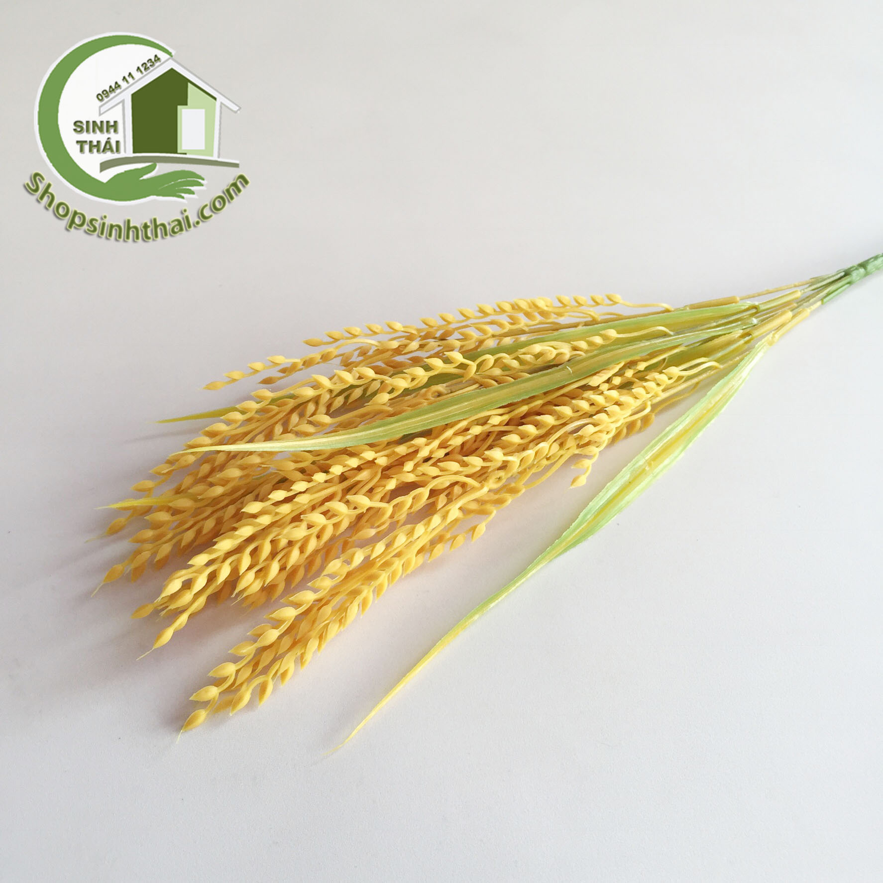 [HCM]Bụi Cây Bông Lúa Vàng Cao 50cm - Bụi Cỏ Lúa Vàng [ 1 bụi ]