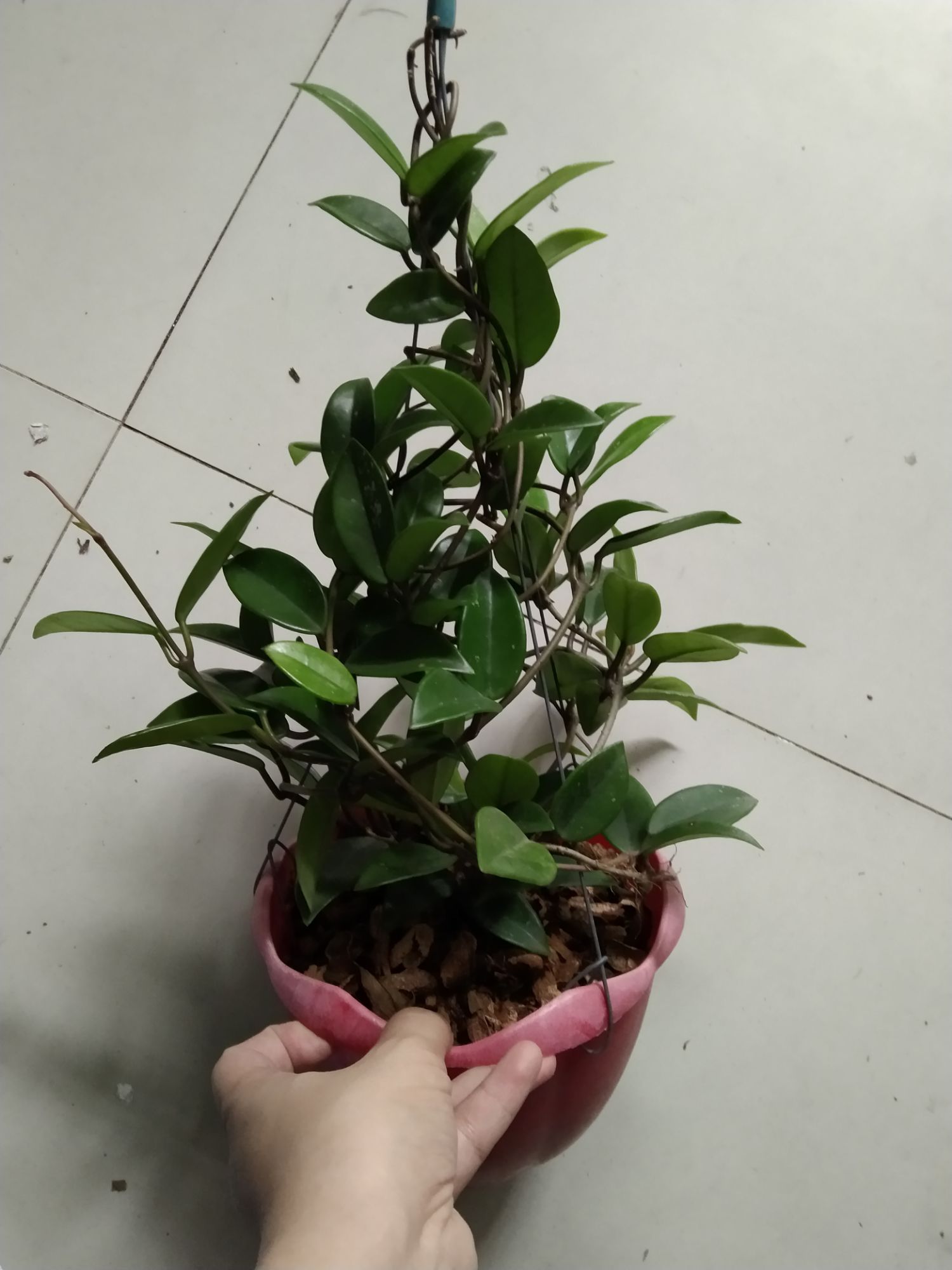 Cẩm cù trắng nhị đỏ hoa thơm sắp hoa