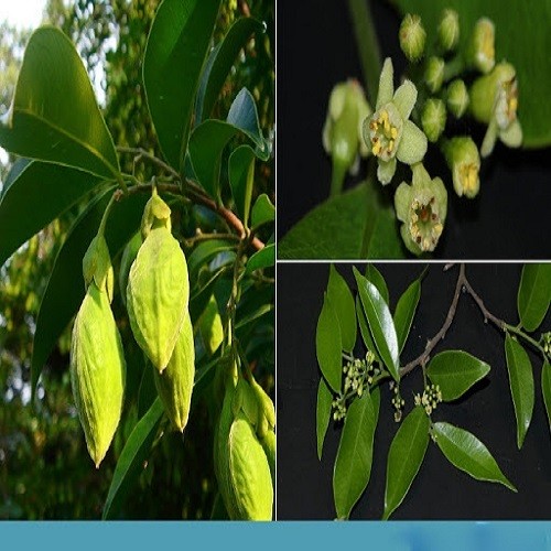 Combo 5 Cây giống trầm hương - 76789