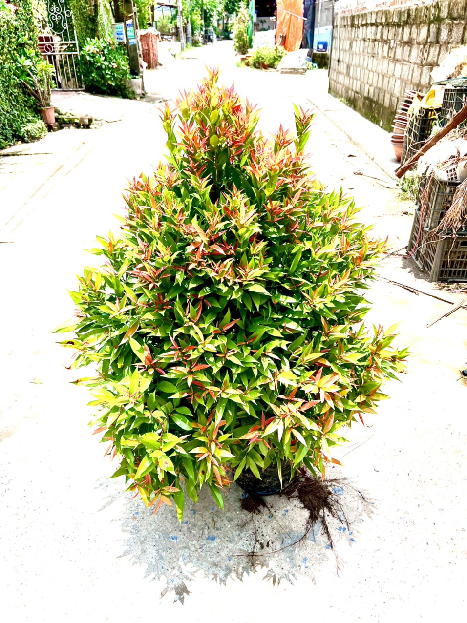 Cây hồng lộc cao 1m
