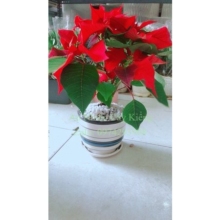 Chậu Cây Trạng Nguyên