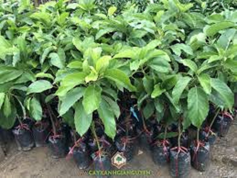 CÂY GIỐNG BƠ SÁP 034