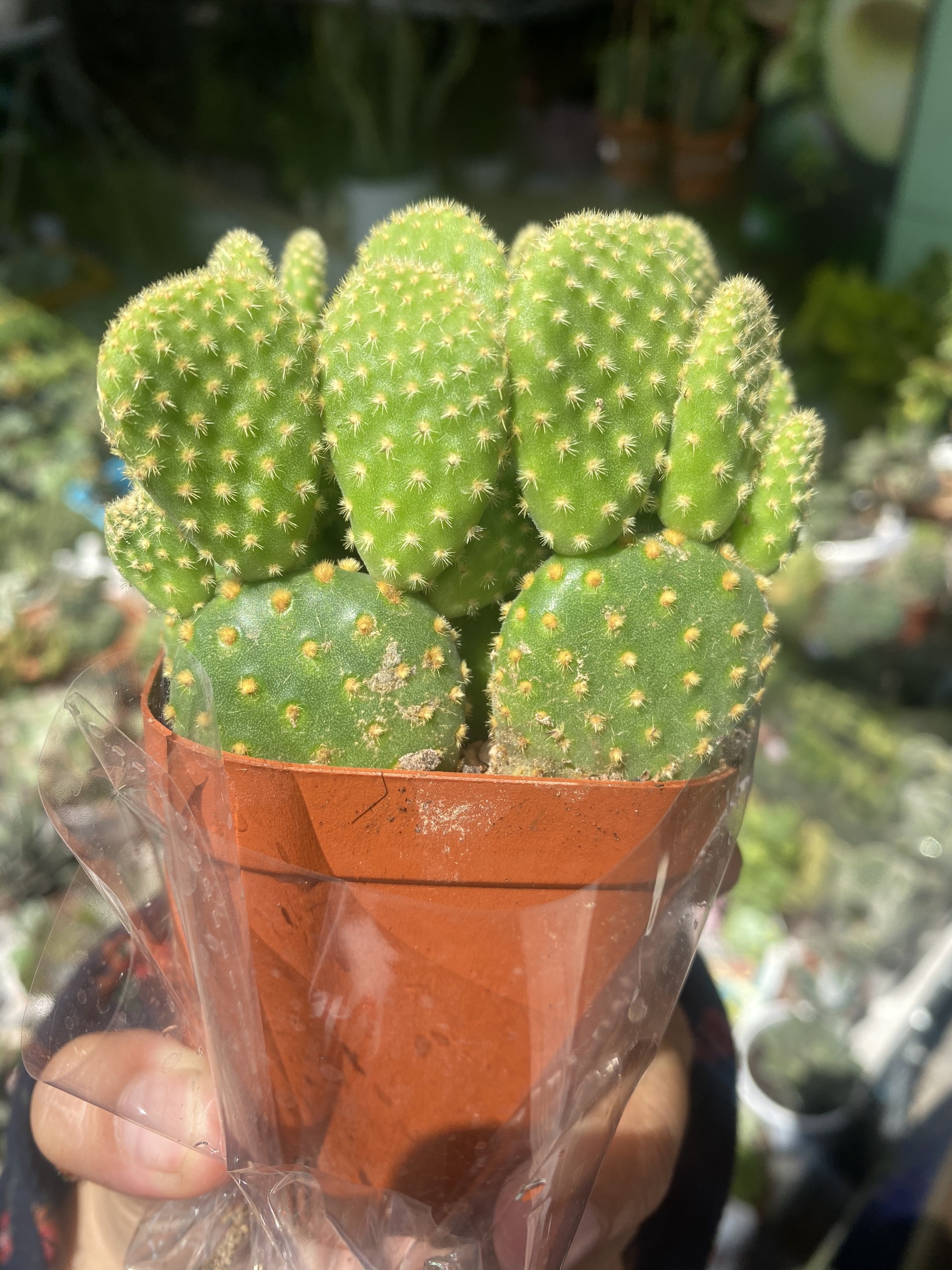 Xương Rồng Tai Thỏ Bụi 8-10cm