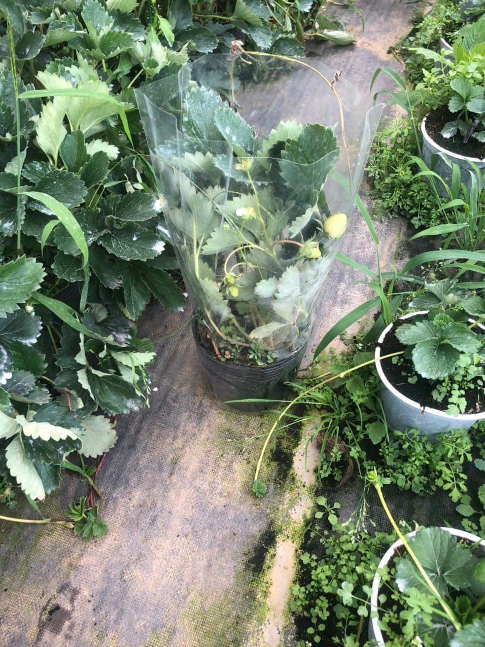 Chậu cây dâu Nhật Hana giống siêu trái