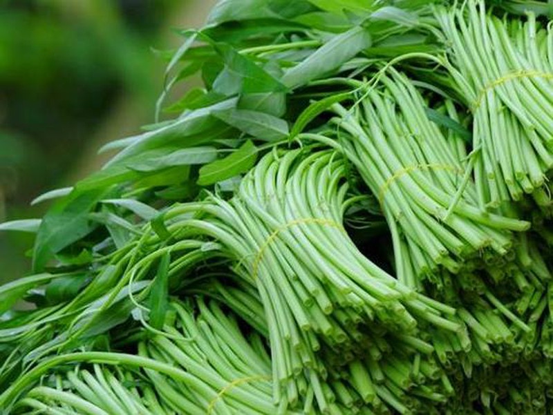 Hạt giống Rau Muống Lá Tre 50gr